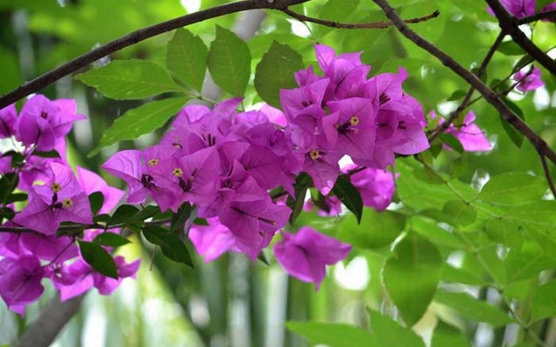 Sabías que la flor de la bugambilia tiene propiedades medicinales? - El Sol  de Sinaloa | Noticias Locales, Policiacas, sobre México, Sinaloa y el Mundo