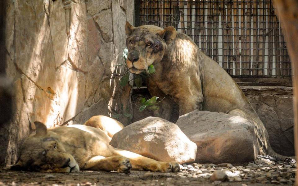 Black Jaguar Withe Tigger: en mal estado llegan tres leones al zoológico de  Culiacán - El Sol de Sinaloa | Noticias Locales, Policiacas, sobre México,  Sinaloa y el Mundo